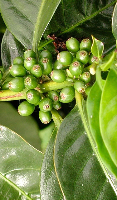 Os benefÃ­cios do cafÃ© verde